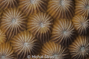 Honeycomb hard coral by Michal Štros 